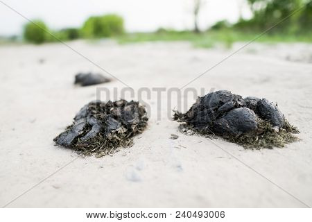 Two Big Pile Of Horse Manure On A Sand Road. A Pile Of Fresh And Smelly Horse Manure On A Dirt Road.