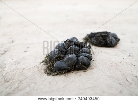 Two Big Pile Of Horse Manure On A Sand Road. A Pile Of Fresh And Smelly Horse Manure On A Dirt Road.