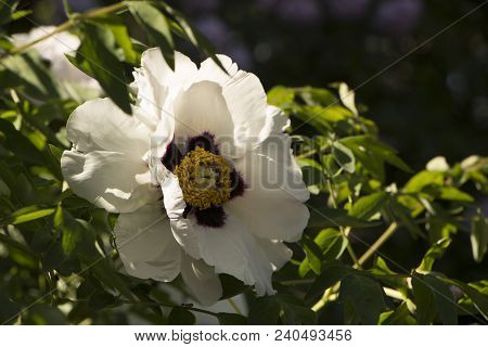 White Flower Of A Tree-like Peony Paeonia Suffruticosa.