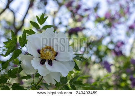 White Flower Of A Tree-like Peony Paeonia Suffruticosa.