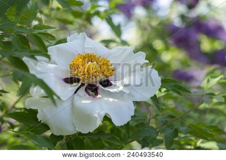 White Flower Of A Tree-like Peony Paeonia Suffruticosa.