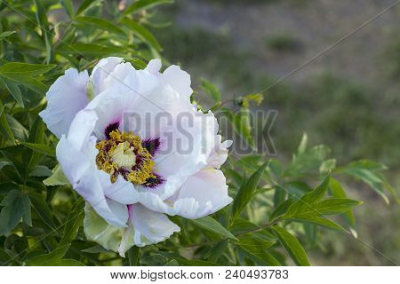 White Flower Of A Tree-like Peony Paeonia Suffruticosa.