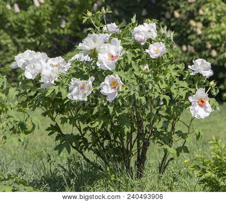 White Flower Of A Tree-like Peony Paeonia Suffruticosa.