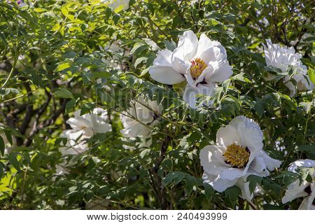 White Flower Of A Tree-like Peony Paeonia Suffruticosa.