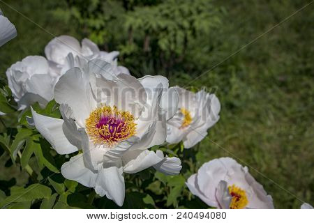 White Flower Of A Tree-like Peony Paeonia Suffruticosa.