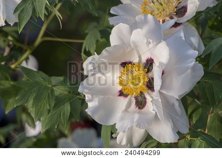 White Flower Of A Tree-like Peony Paeonia Suffruticosa.