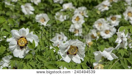 White Flower Of A Tree-like Peony Paeonia Suffruticosa.