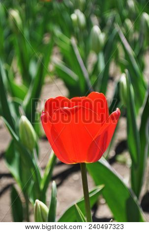 Red Tulip Under Sunlight
.photographed In Changchun, China