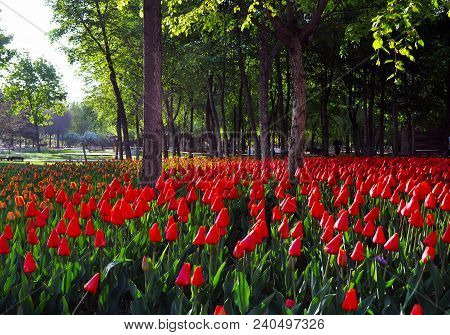 Tulips Under The Trees
.photographed In Changchun, China