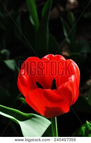 A Red Tulip
.photographed In Changchun, China
.photographed In Changchun, China