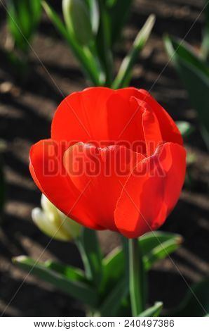 A Red Tulip Flower
.photographed In Changchun, China