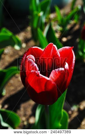 A Lilac Tulip Flower
.photographed In Changchun, China