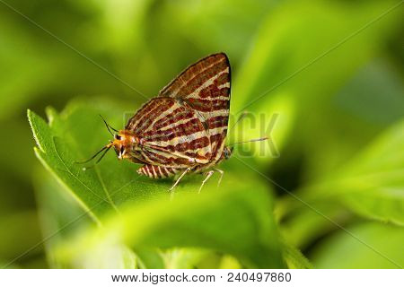 Common Silver Line, Lycaenidae, Maharani, Tripura State Of India