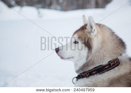 Profile Portrait Of Siberian Husky In Winter Forest. Close-up Of Husky Dog On The Snow