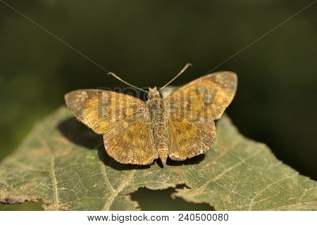 Fulvous Pied Flat, Pseudocoladenia Sp, Hesperiidae, Jampue Hills, Tripura State Of India