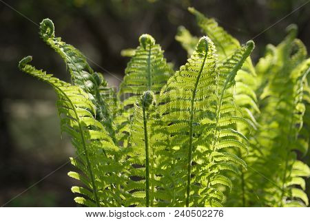 Nephrolepis Exaltata The Sword Fern - A Species Of Fern In The Family Lomariopsidaceae