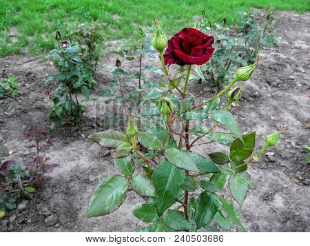 A Branch With One Classic Dark Red Rose With A Lot Of Buds Of The 