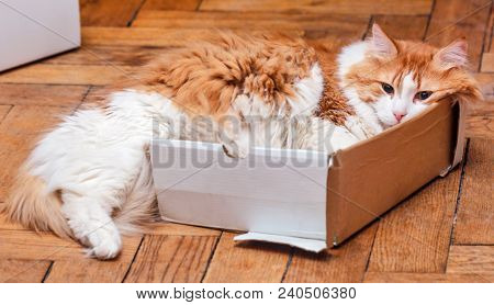 Too Small Cat Box For Adult Red Great Kitty