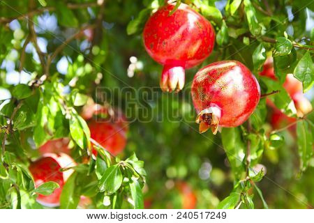 Branches Of Pomegranate Tree (punica Granatum) Full Of Ripe Fruits In A Sunny Day. Blue Sky In Backg