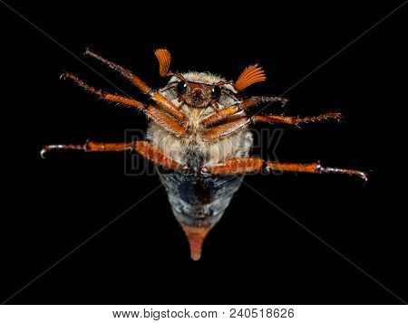 Phyllopertha Horticola On The Black Background, Close Up
