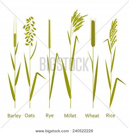 Cereals Plants Set. Carbohydrates Sources. Vector Illustration