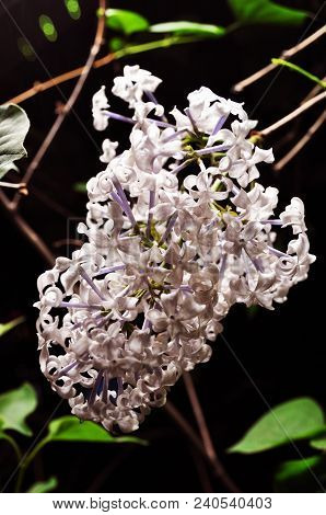 Lilac Flowers In Full Bloom
Photographed In Changchun, China
