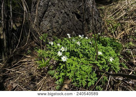 Group Of White Flowers Of The Primrose Anemone Uralensis In The Spring Forest Near The Roots Of The 
