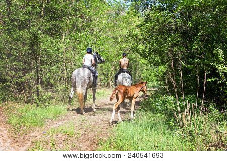 Two Riders Walking In Green Forest By Horses. Little Cute Foal Following Adults. Back View. Summer F
