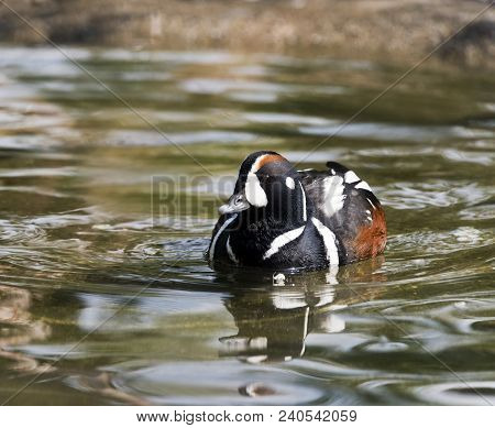 A Harlequin Duck (male) Swimming In The Water