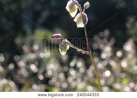 Murdannia Giganteum Is A Beautifully Blooming Purple In Nature.