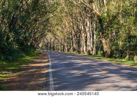 Beautiful Road With Natural Tunnel Formed By Eucapilto Trees, Gr