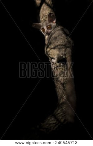 Bushbaby Clinging To A Branch In The Dark Illuminated By A Spotlight