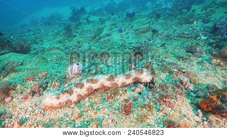 Sea Cucumber On The Coral Reef, Holothuroidea . Philippines, Mindoro