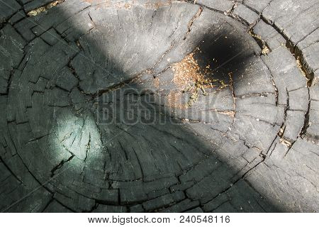 Rings Of A Tree. The Struggle Of Trees Against The Evil And Goodness Of Yin-yang