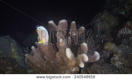 Fish And Coral Reef At Night Diving. Wonderful And Beautiful Underwater World With Corals And Tropic