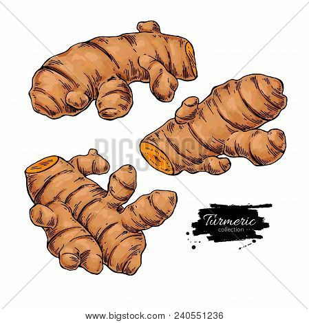 Turmeric Root Vector Hand Drawn Illustration. Curcuma Sketch Drawing. Natural Flavor. Herbal Spice. 