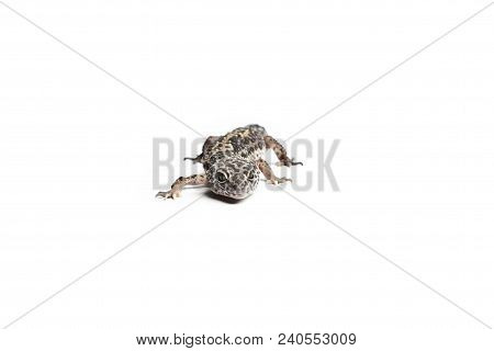Lizard. Leopard Gecko. Close-up Of A Leopard Gecko, Isolated On White