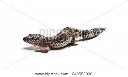 Lizard. Leopard Gecko. Close-up Of A Leopard Gecko, Isolated On White Background.
