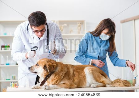 Doctor and assistant checking up golden retriever dog in vet cli