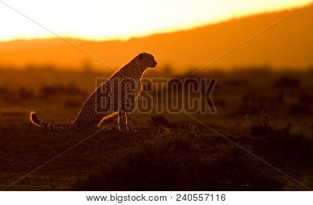 Cheetah In Morning Light At Sunrise In Masai Mara Game Reserve, Kenya
