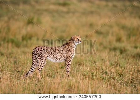 Cheetah Walking Through A Savannah  In Masa Mara Game Reserve, Kenya