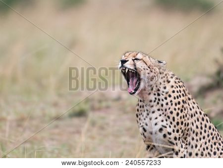 Cheetah Yawning And Showing Its Teeth In Masa Mara Game Reserve, Kenya