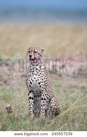 Cheetah Yawning With Blood On Its Face  In Masa Mara Game Reserve, Kenya.