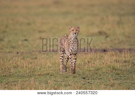 Cheetah Walking Through A Savannah  In Masa Mara Game Reserve, Kenya