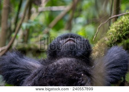 A Mountain Gorilla Resting On A Tree In Volcanoes National Park, Rwanda