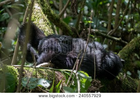 A Mountain Gorilla Resting On A Tree In Volcanoes National Park, Rwanda