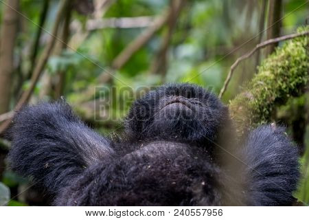 A Mountain Gorilla Resting On A Tree In Volcanoes National Park, Rwanda