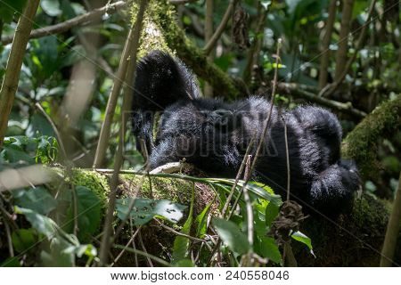 A Mountain Gorilla Resting On A Tree In Volcanoes National Park, Rwanda