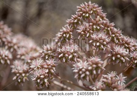Flora Of Gran Canaria -  Pink Flowers Of Succulent Plant Aeonium Percarneum, Endemic To The Island