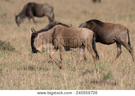 Wildebeest In A Savannah In Masai Mara Game Reserve, Keny